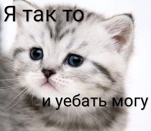млекопитающее млекопитающее животное кошка