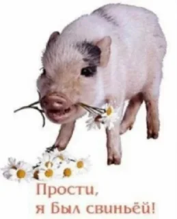 Стикер ауе - 0