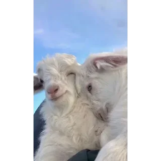 Sticker KEKW goat - 0