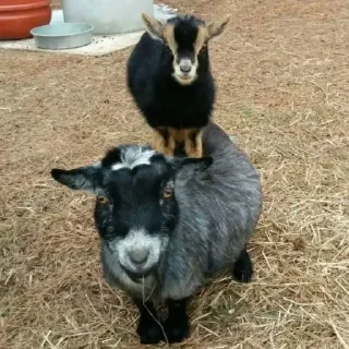 Sticker KEKW goat - 5