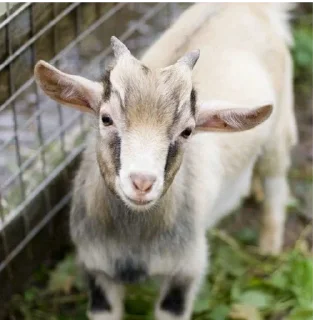 Sticker KEKW goat - 6