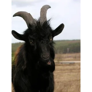 Sticker KEKW goat - 2