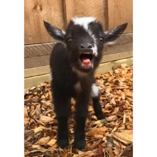 Sticker KEKW goat - 3