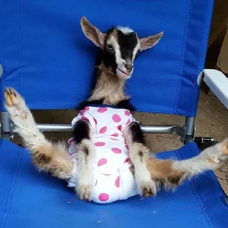 Sticker KEKW goat - 9