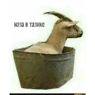 Sticker KEKW goat - 7