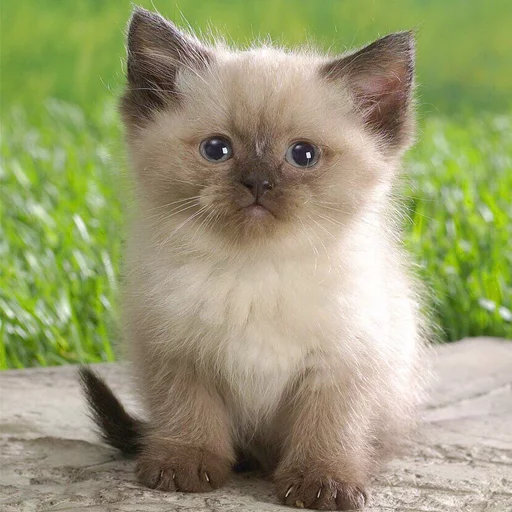 Бабулех-пак (by @muqksir) Бабулех-пак (by @muqksir) -