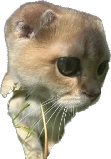 Sticker Кошь из сгущенки - 0
