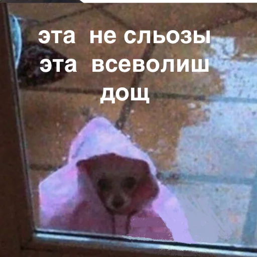 СМС СМС животное млекопитающее