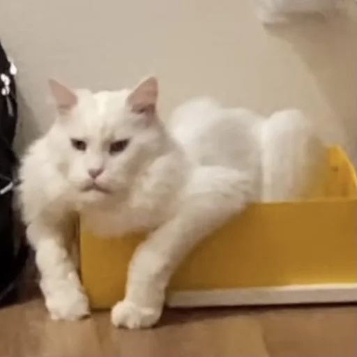 кошки малого и среднего размера кошки малого и среднего размера животное кошка