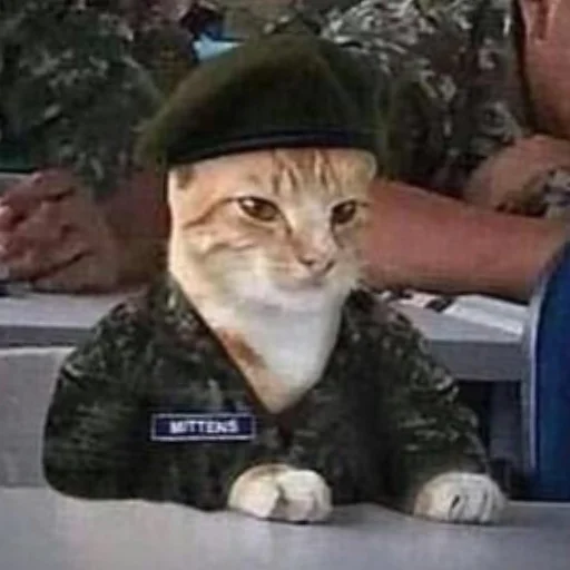 кошка кошка животное млекопитающее