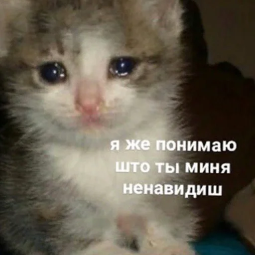 млекопитающее млекопитающее животное кошка