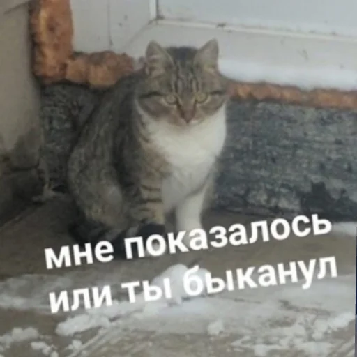 млекопитающее млекопитающее животное кошка