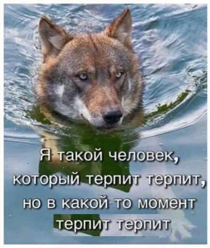СМС СМС млекопитающее животное
