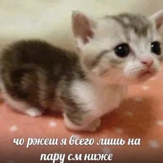 Стикер котики спасут мир @zxeeela - 0