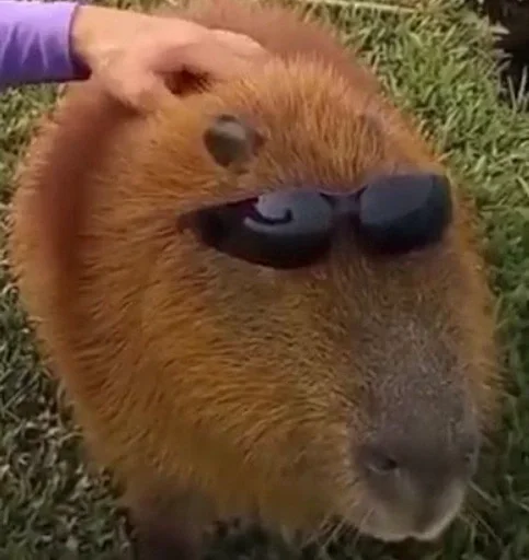 Больше стикеров: @capybarastiker - 
