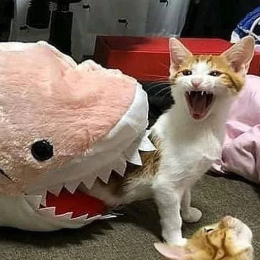 cat cat indoor felidae
