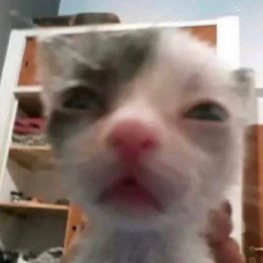 mammal mammal animal small to medium-sized cats