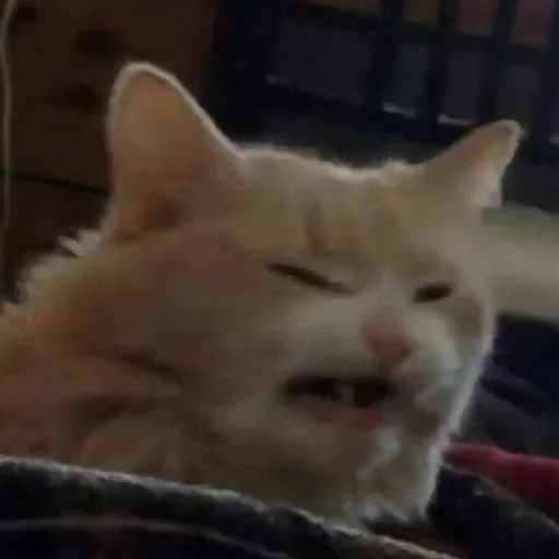 mammal mammal animal cat