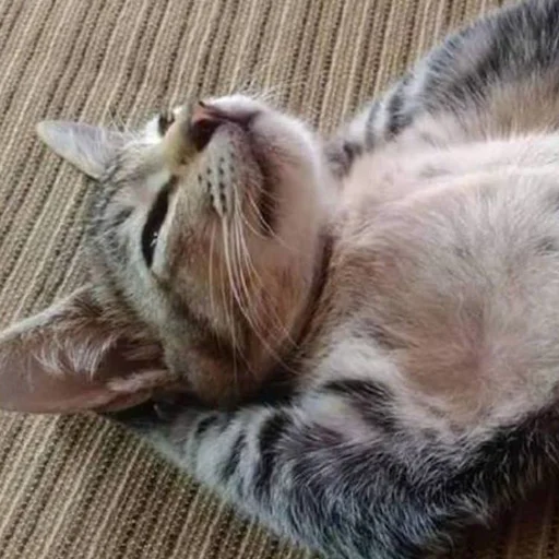 animal animal mammal cat
