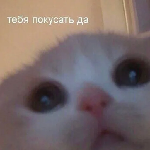 млекопитающее млекопитающее животное кошка