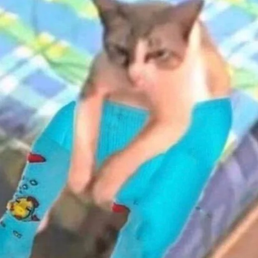 кошка кошка домашняя кошка животное