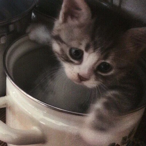 кошка кошка животное котёнок