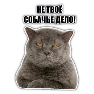 Стикер @chatkasha - 3 Стикер @chatkasha - 3