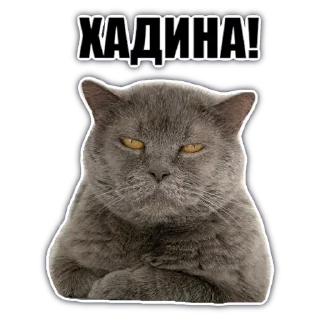 Стикер @chatkasha - 6 Стикер @chatkasha - 6