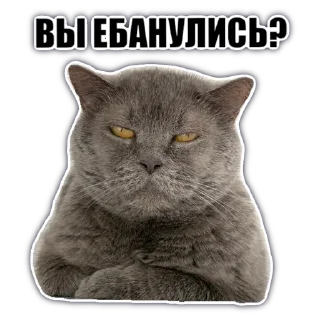 Стикер @chatkasha - 5 Стикер @chatkasha - 5