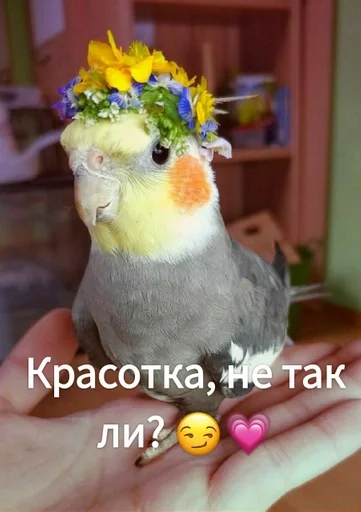 Sticker Гарем попугайчиков🦜💗 by @fStikBot - 11