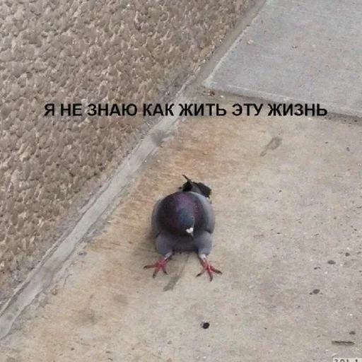 Sticker Гарем попугайчиков🦜💗 by @fStikBot - 10