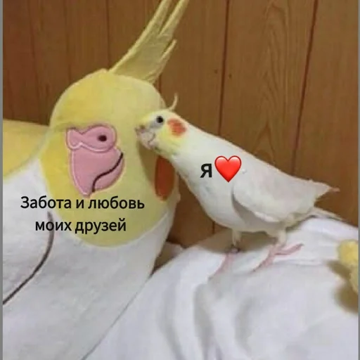 Sticker Гарем попугайчиков🦜💗 by @fStikBot - 7