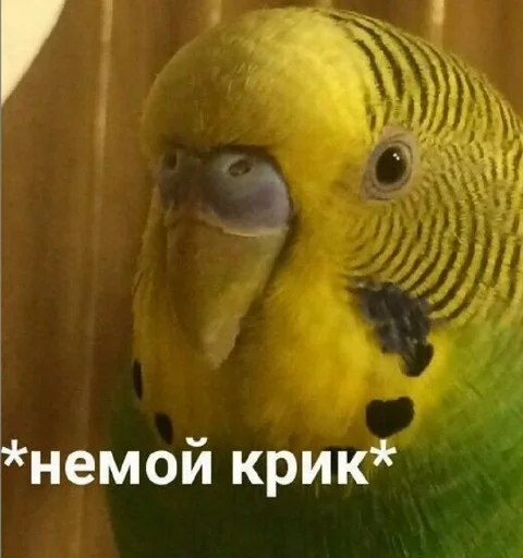 Sticker Гарем попугайчиков🦜💗 by @fStikBot - 5