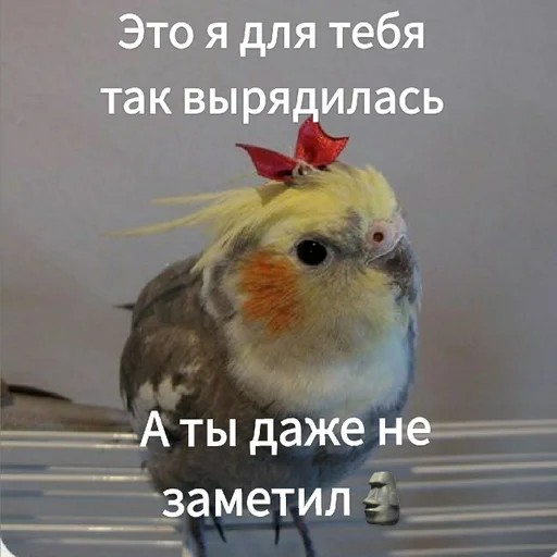 Sticker Гарем попугайчиков🦜💗 by @fStikBot - 2