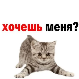 Стикер даркуша в колиме - 7