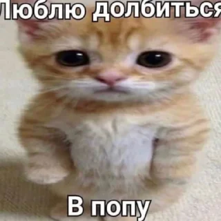 Стикер даркуша в колиме - 5