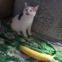 bananya bananya - кошка