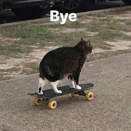 cat cat outdoor animal