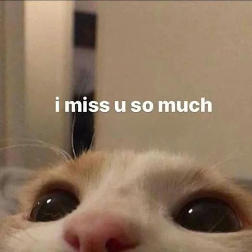 mammal mammal animal cat