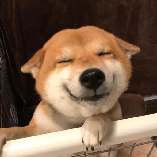 animal animal mammal pet