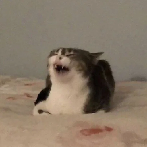 animal animal mammal small to medium-sized cats