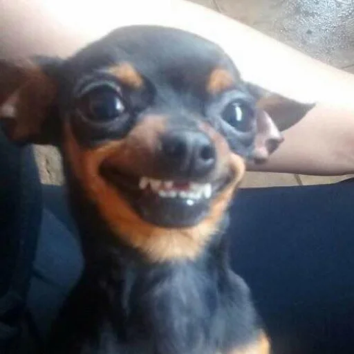 dog breed dog breed animal mammal