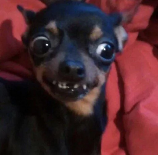 dog breed dog breed pet animal
