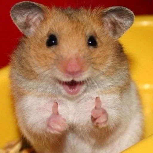 hamster hamster mammal animal