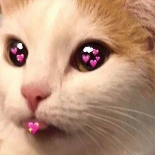 mammal mammal animal cat
