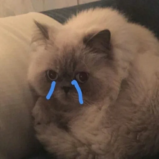 animal animal mammal cat