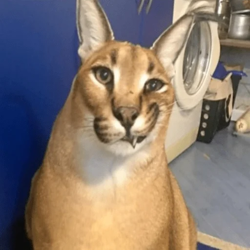 animal animal cat mammal