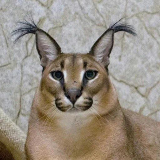 animal animal cat mammal