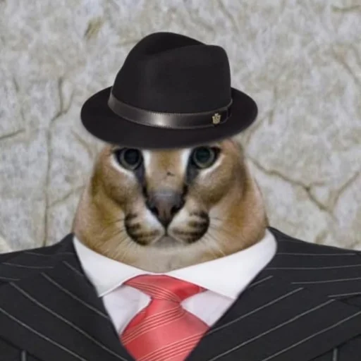 cat cat clothing animal