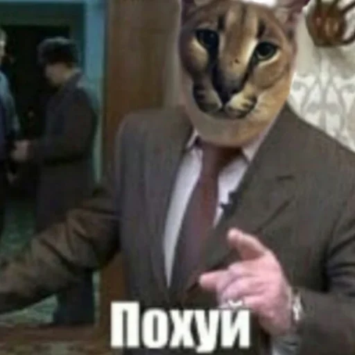 animal animal mammal cat